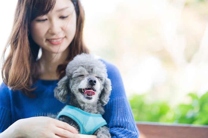 飼い主に抱かれて笑顔のトイプードル