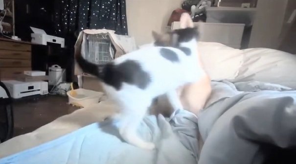 抱きつくパンダちゃん