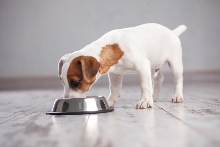 フードを食べる子犬