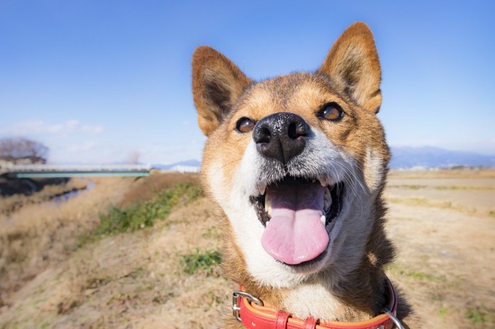 幸せそうな犬