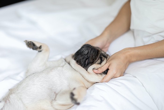 仰向けになってマッサージされている犬