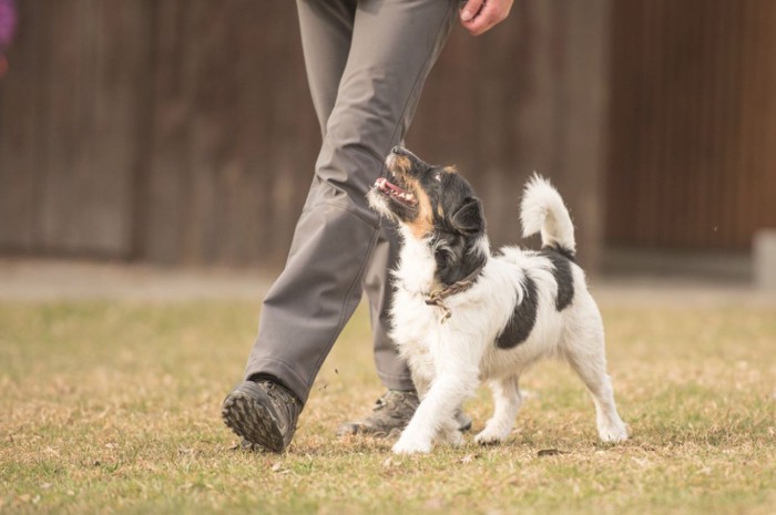 足元の犬