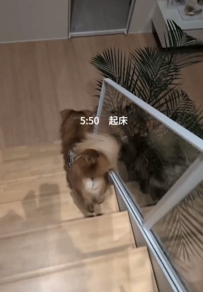 階段を降りる犬