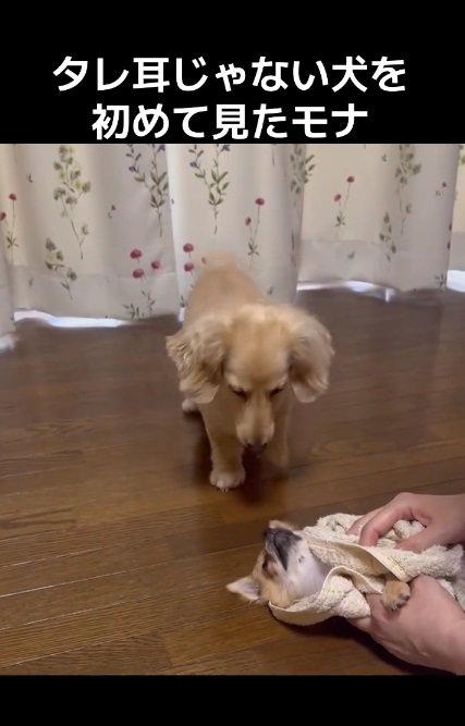 モナちゃんを見上げるココちゃん