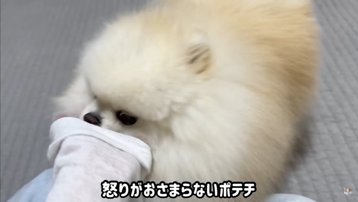 飼い主さんとポテチくん＆レモンさんの再会7