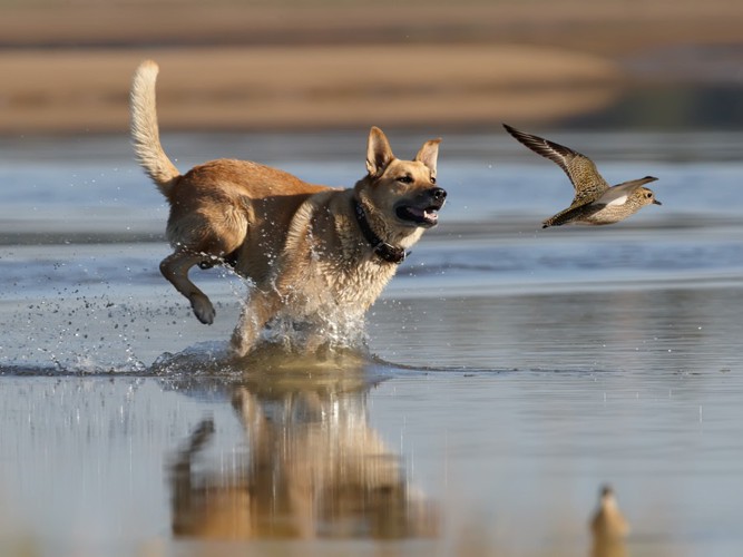 鳥を追いかける犬