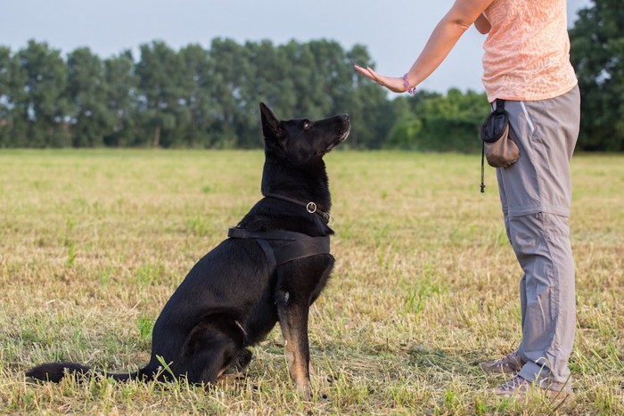 飼い主の指示を聞く犬