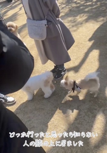 知らない犬ばかり