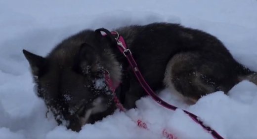 雪が大好き！