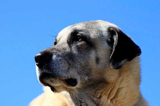 青空をバックにした犬のアップ