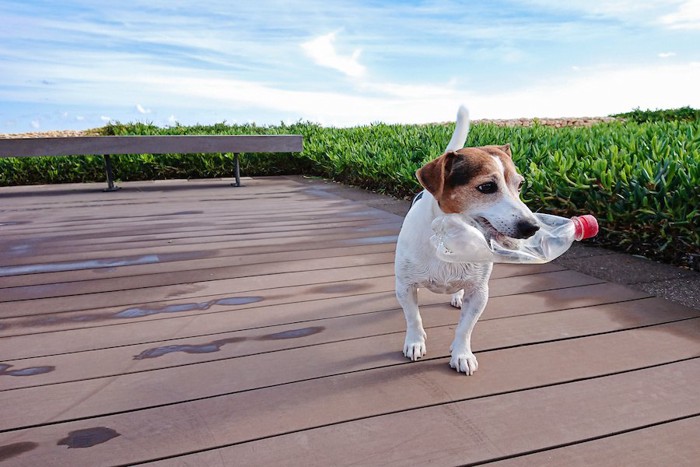 空のペットボトルをくわえて歩く犬