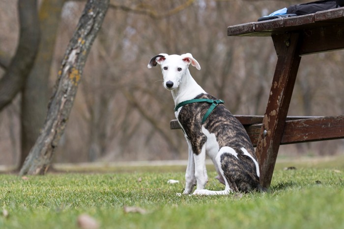 屋外で座るスパニッシュ・グレーハウンドの子犬