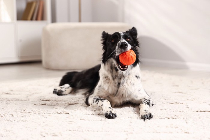 ボールをくわえるボーダーコリー