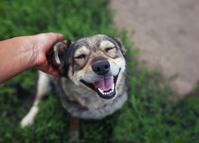 撫でられて笑顔の犬