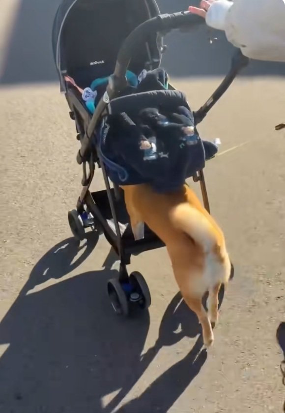 軽快に歩くすももちゃん