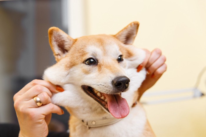 柴犬の頬をつまんで伸ばす