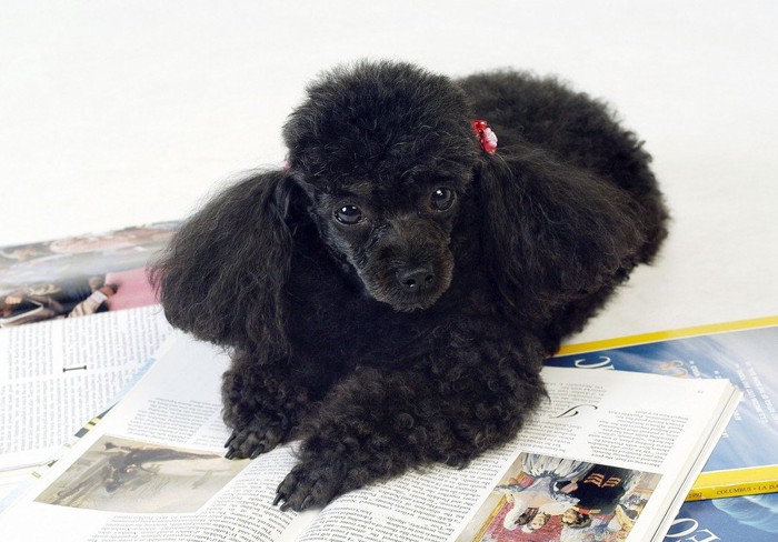 雑誌の上に乗る犬