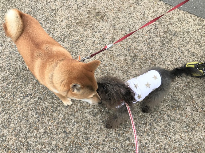 挨拶しあうエマさんと柴犬