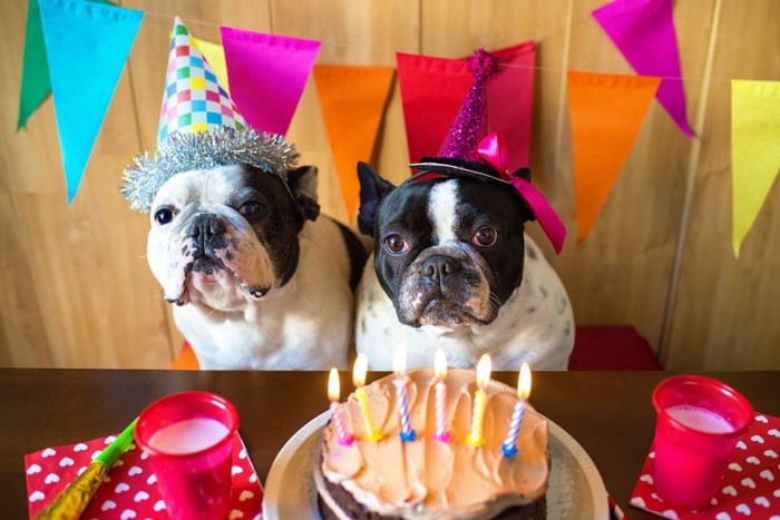 誕生日会の犬