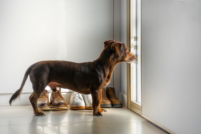 しっぽを下げて外を見ている犬