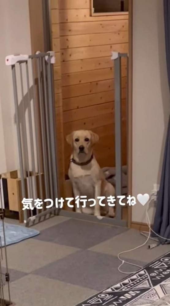 座る犬