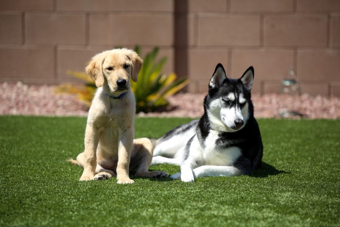 ゴールデンレトリバーの子犬と芝生の上に伏せるシベリアンハスキー