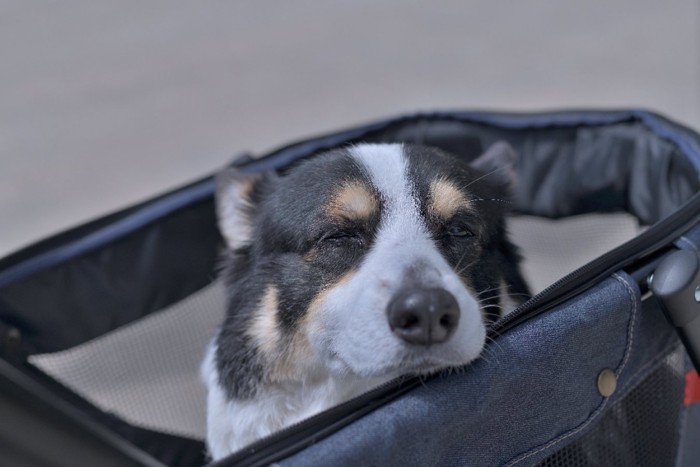 カートに乗る老犬