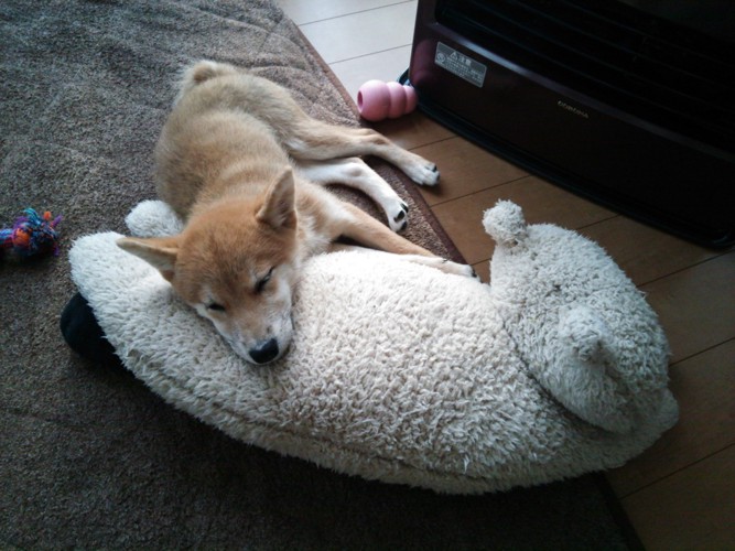 ぬいぐるみを枕にして寝る柴犬