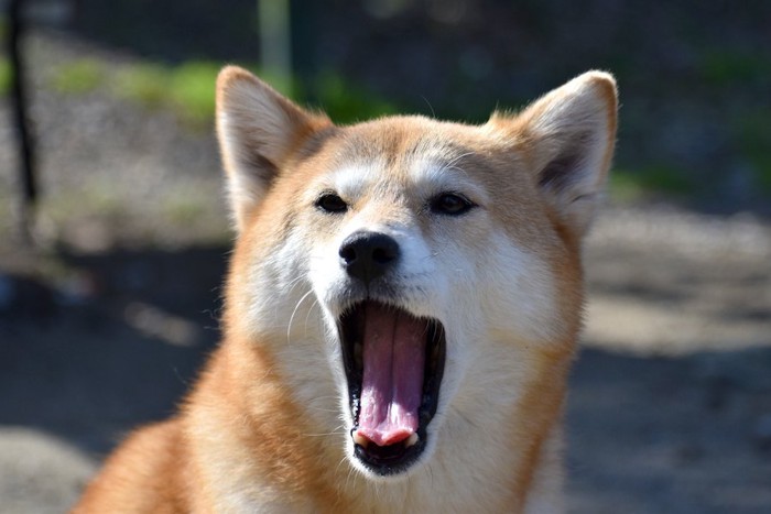 大きく口を開けてあくびをする柴犬