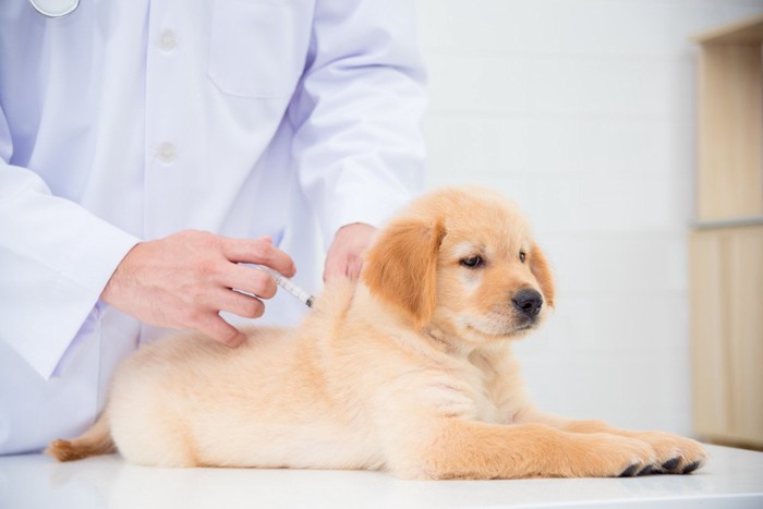 注射される子犬