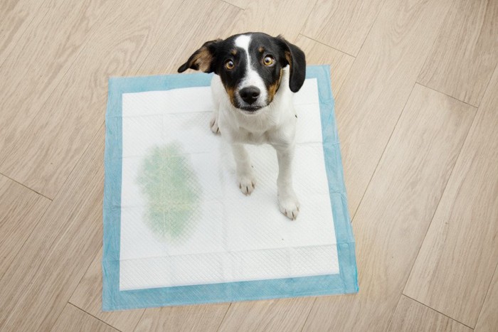 トイレでおしっこをした犬