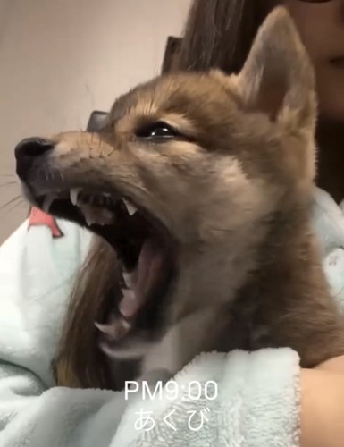 抱っこされて大きなあくびをする子犬