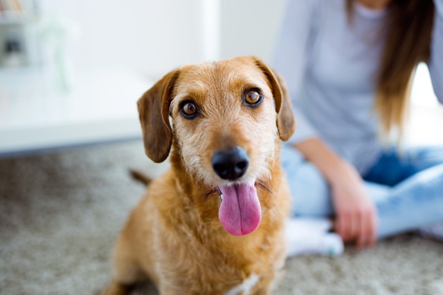 女性と犬