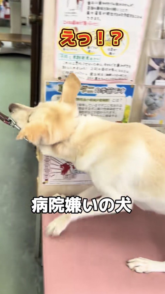 踏ん張って抵抗する犬