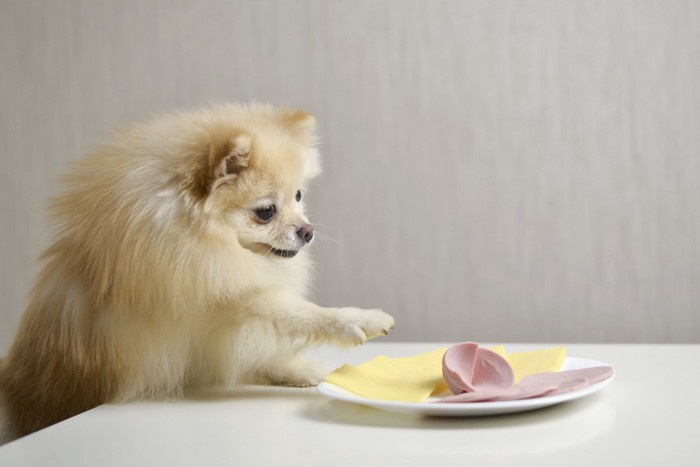 盗み食いする犬