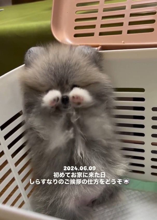 前足を出すしらすちゃん