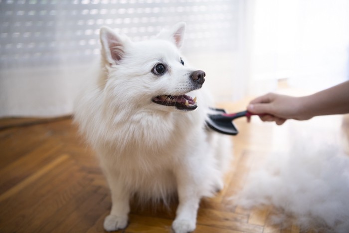 ブラッシングする毛並みの白い犬