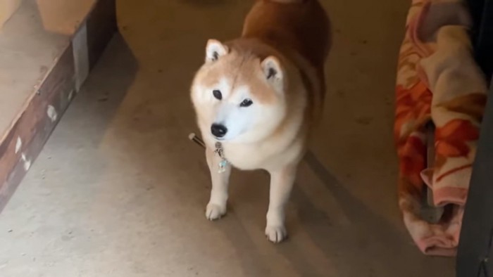 飼い主さんを見上げるらんまるくん