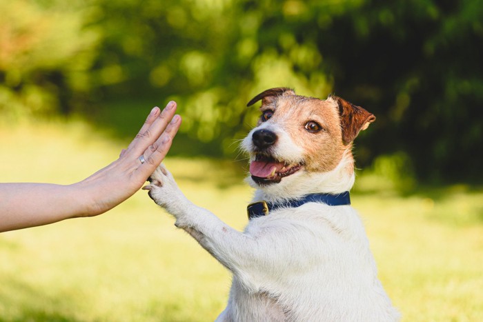ハイタッチをする犬