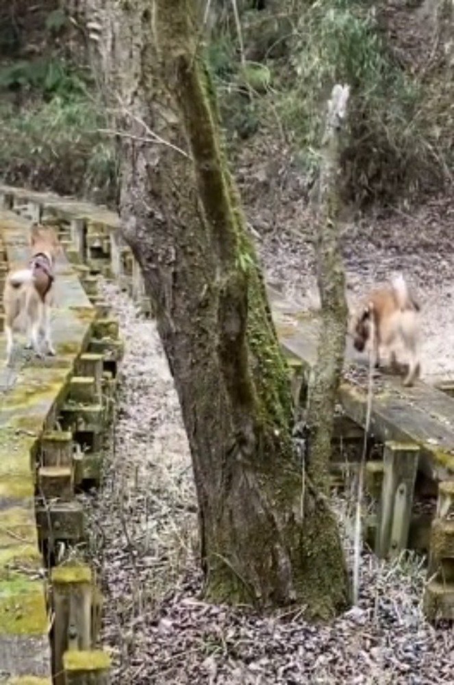 左右それぞれの遊歩道を進んで行く2匹の犬