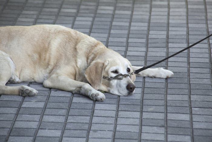 散歩中に動かなくなってしまう犬