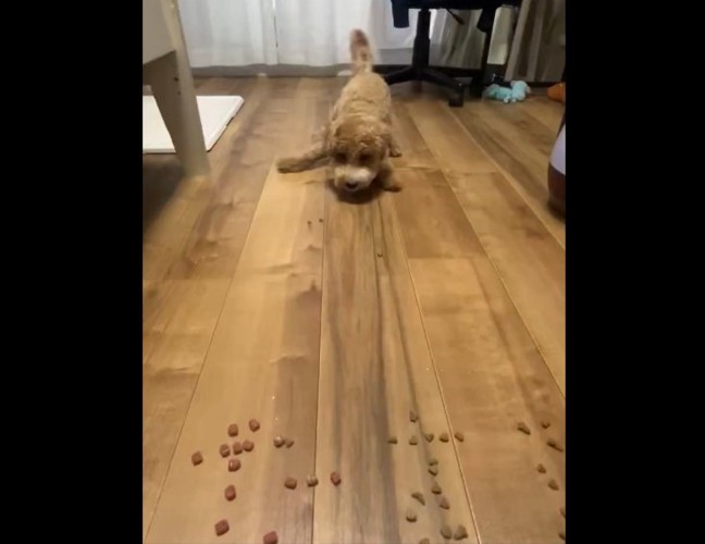 並べられたフード