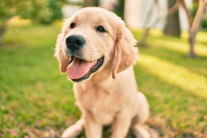 ゴールデンレトリバーの子犬