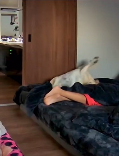 伸びをする大型犬