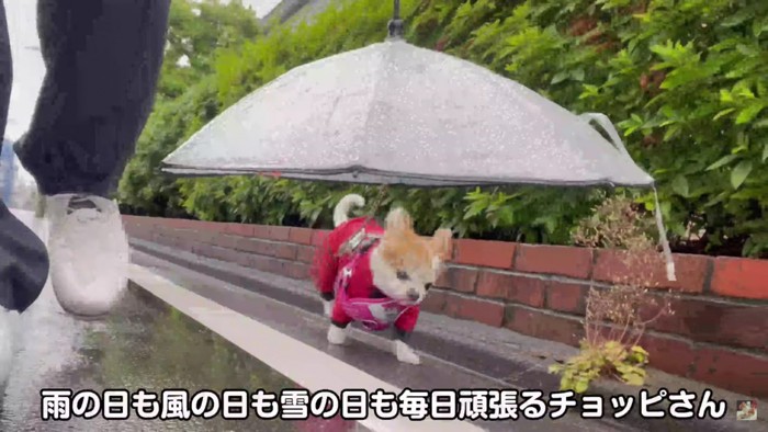 驚くほど元気なシニア犬