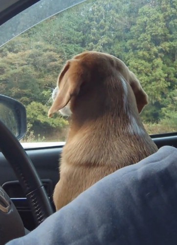 曲が止まると遠吠えをやめる犬