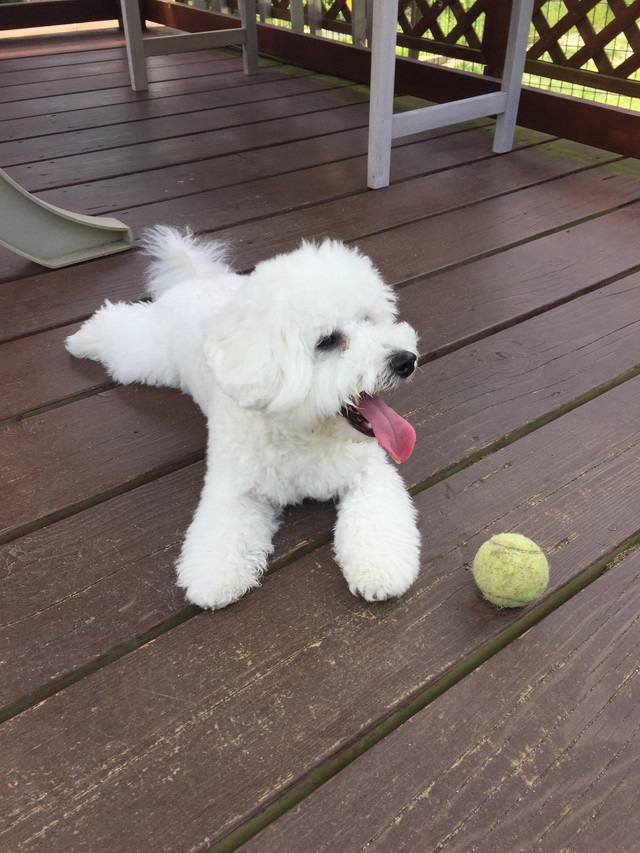 くつろいでいる愛犬