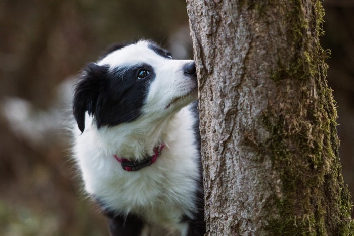 木にしみついたアンモニア臭をかぐ犬