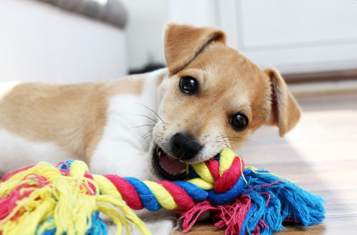 ロープのおもちゃを噛む子犬