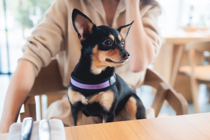 レストランで飼い主の膝に座っているミニチュアピンシャー